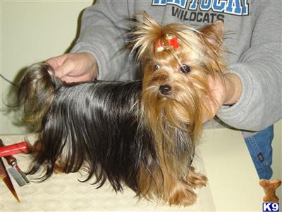 Dogs for Sale in KY